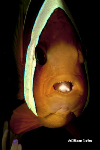Tongue-Eating Louse (Cymothoa exigua) on Clark's Anemone ... by William Loke 